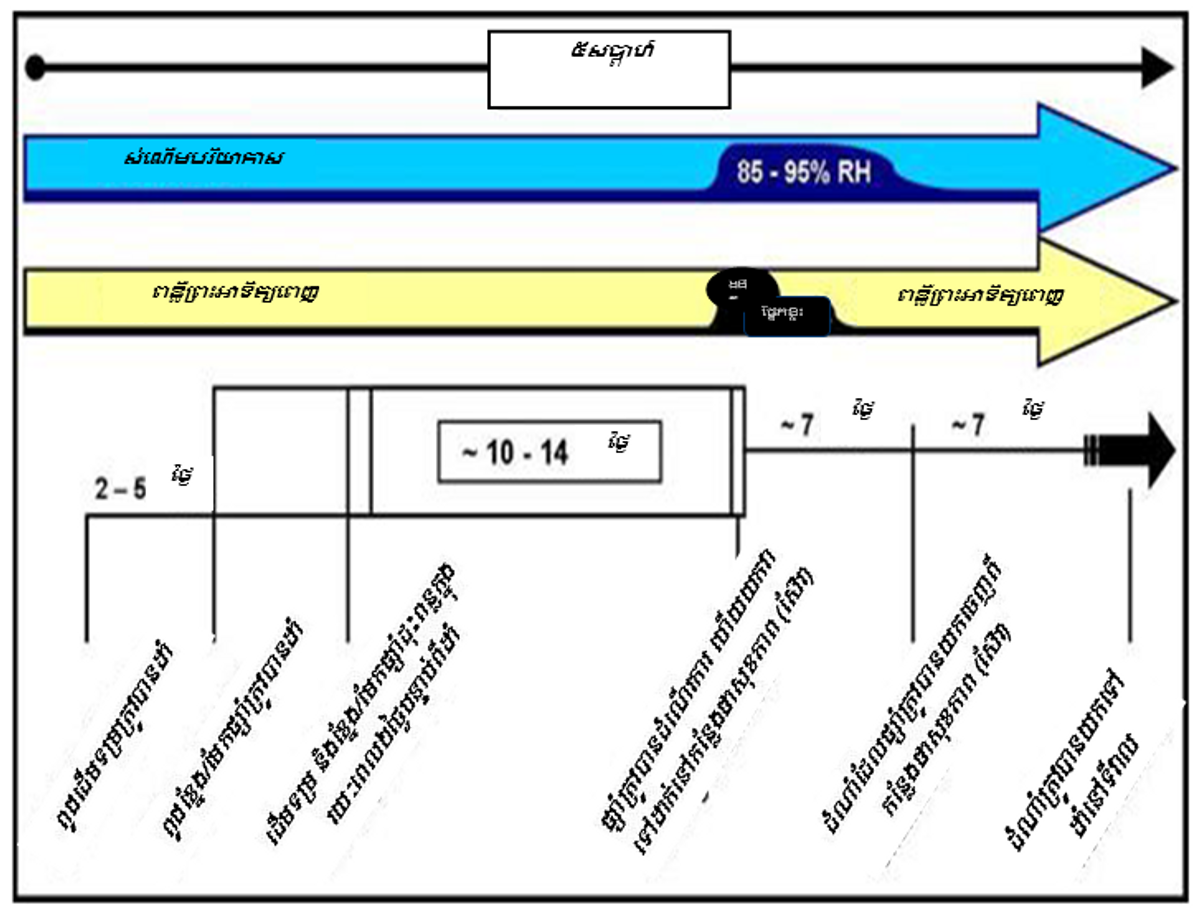 AN43 Tom Fig2 Khmer